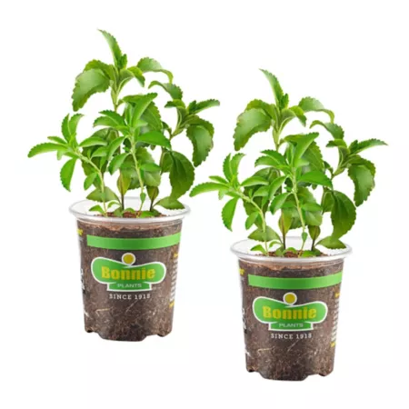 Bonnie Plants 19.3 oz Stevia pack of 2 Herb Plants