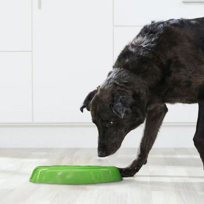 Image showing  Slow Feed Pet Bowl