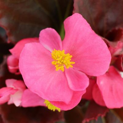 4 in. Begonia Plant