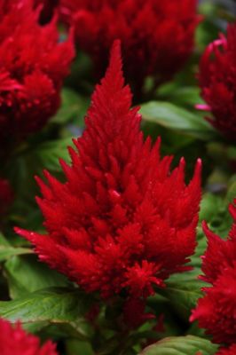 4 in. Celosia