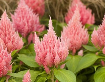 Image showing 4 in. Celosia