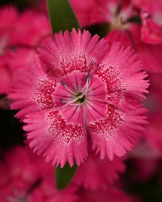 Image showing 4 in. Dianthus