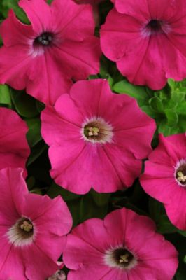 Image showing 4 in. Petunia Plant