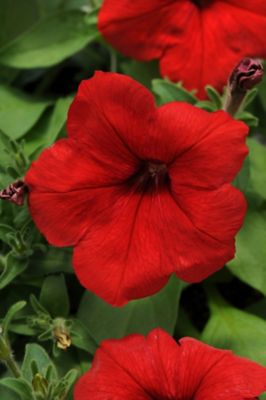 Image showing 4 in. Petunia Plant