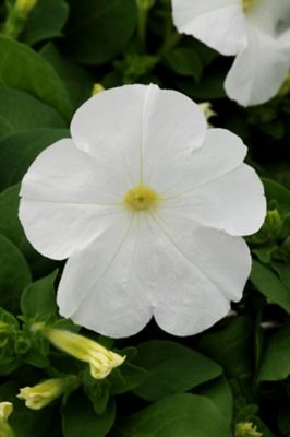 Image showing 4 in. Petunia Plant
