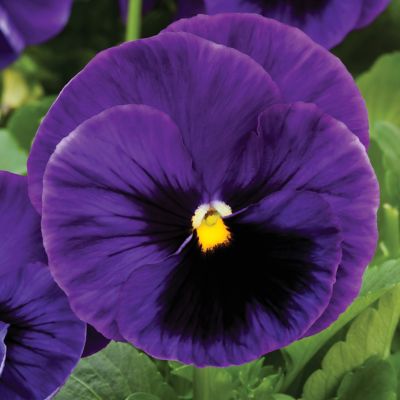 4 in. Pansy
