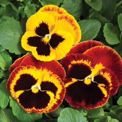 Image showing 4 in. Pansy