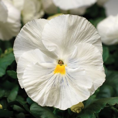 Image showing 4 in. Pansy