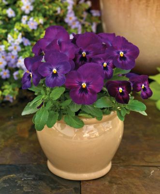 Image showing 4 in. Viola