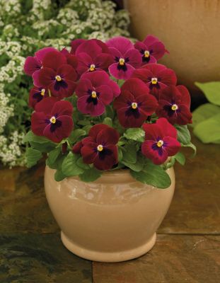 Image showing 4 in. Viola