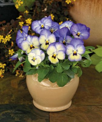 Image showing 4 in. Viola