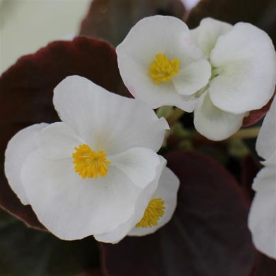 Image showing 6.5 in. Begonia Plant
