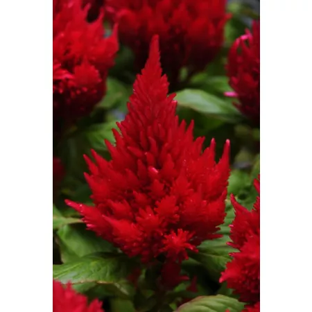 6.5" Celosia Plant Annuals