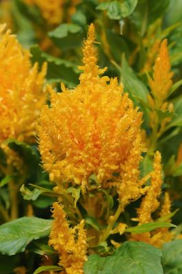 Image showing 6.5 in. Celosia Plant