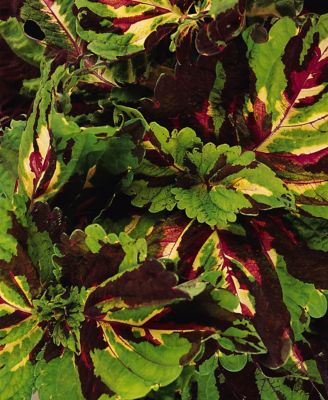 6.5 in. Coleus