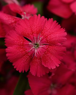 6.5 in. Dianthus