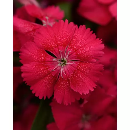 6.5" Dianthus Annuals