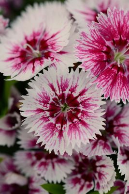 Image showing 6.5 in. Dianthus