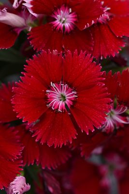 Image showing 6.5 in. Dianthus