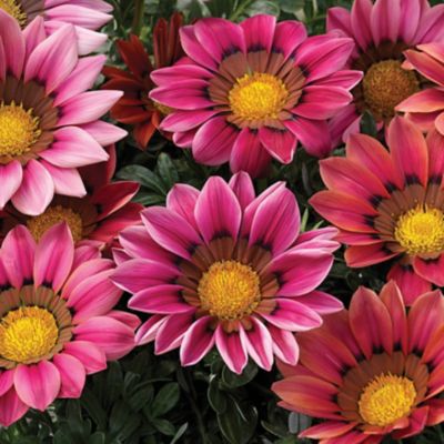 6.5 in. Gazania