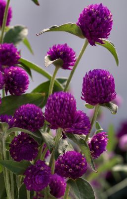 6.5 in. Gomphrena