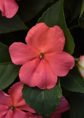 Image showing 6.5 in. Impatiens Plant