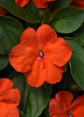 Image showing 6.5 in. Impatiens Plant