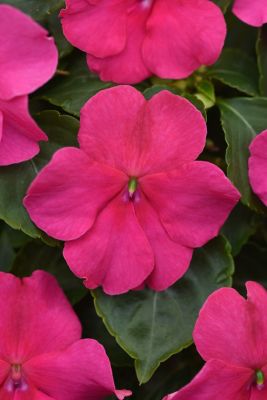 Image showing 6.5 in. Impatiens Plant