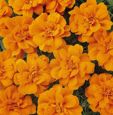 Image showing 6.5 in. Marigold