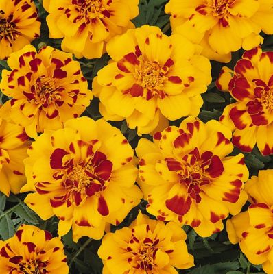 Image showing 6.5 in. Marigold
