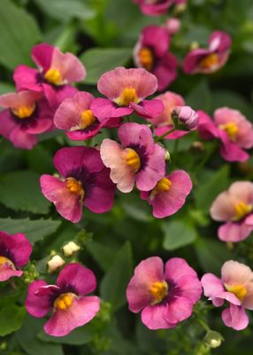 6.5 in. Nemesia