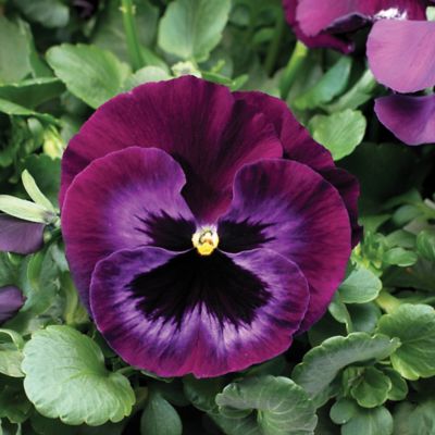 Image showing 6.5 in. Pansy
