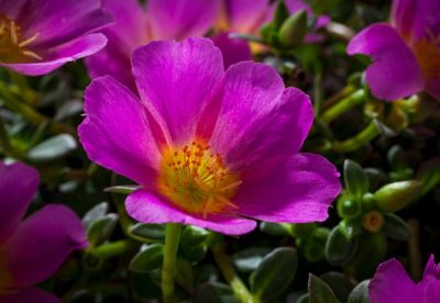6.5 in. Purslane