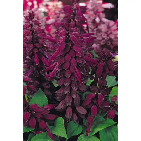 6.5" Salvia Annuals