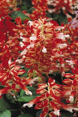 Image showing 6.5 in. Salvia