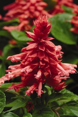 Image showing 6.5 in. Salvia