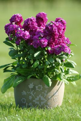 Image showing 6.5 in. Stock