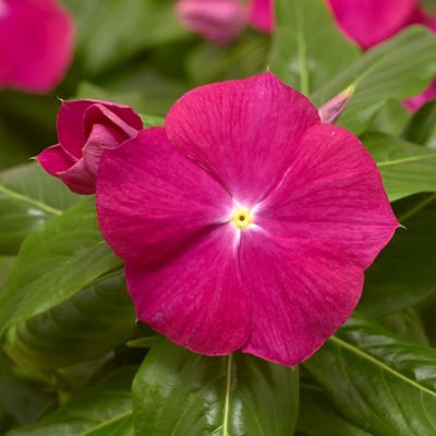 Image showing 6.5 in.Vinca