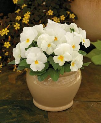 Image showing 6.5 in. Viola