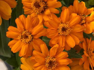 Image showing 6.5 in. Zinnia