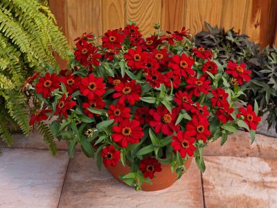 Image showing 6.5 in. Zinnia