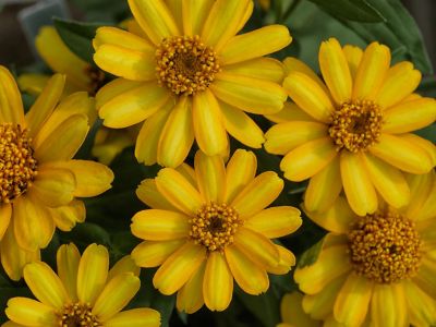 Image showing 6.5 in. Zinnia
