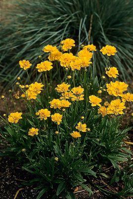 6.5 in. Coreopsis