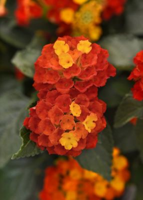 6.5 in. Lantana