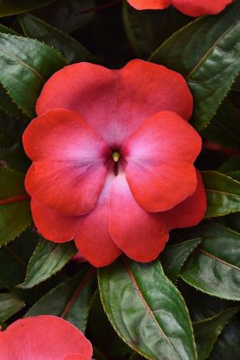 6.5 in. New Guinea Impatiens