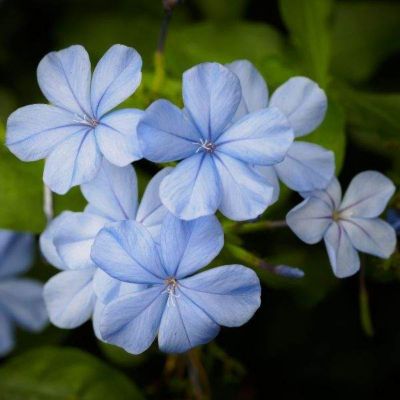 6.5 in. Plumbago