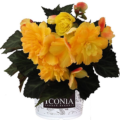 8 in. Begonia I'Conia