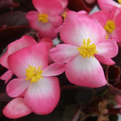 Image showing 10 in. Begonia Plant