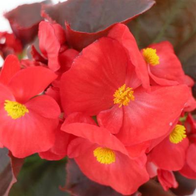 Image showing 10 in. Begonia Plant