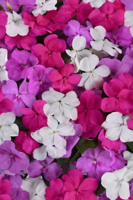 10 in. Impatiens Plant